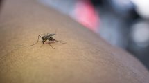 Picaduras de mosquito: Cómo evitarlas y tratarlas